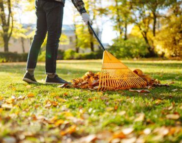 Here Come The Leaves